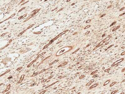 Immunohistochemistry: FNIP1 Antibody [NBP3-18249]