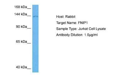 Western Blot: FNIP1 Antibody [NBP2-87460]