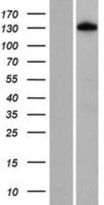 Western Blot: FNIP1 Overexpression Lysate [NBP2-05705]