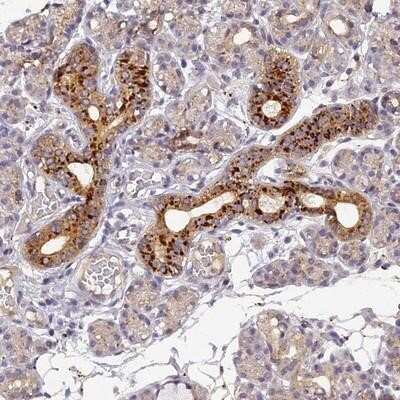 Immunohistochemistry-Paraffin: FNIP2 Antibody [NBP1-93724]