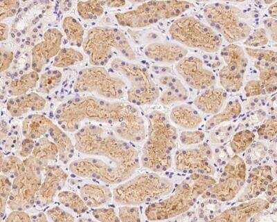 Immunohistochemistry-Paraffin: FNIP2 Antibody [NBP3-12667]