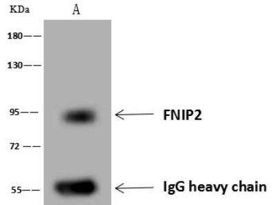 Immunoprecipitation: FNIP2 Antibody [NBP3-12667]