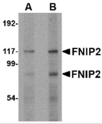 Western Blot: FNIP2 AntibodyBSA Free [NBP2-81934]