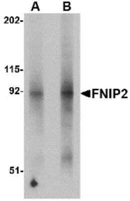 Western Blot: FNIP2 AntibodyBSA Free [NBP2-81941]