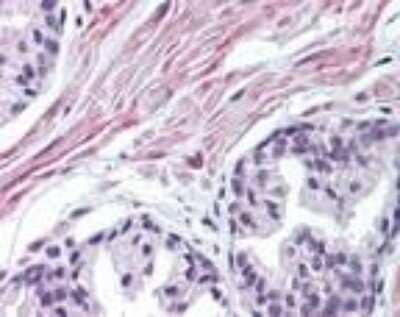 Immunohistochemistry-Paraffin: FNTA Antibody [NB100-56500]