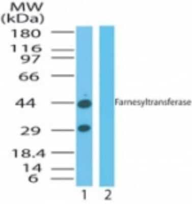 Western Blot: FNTA Antibody [NB100-56500]