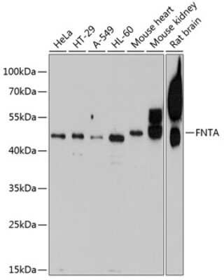 Western Blot: FNTA AntibodyBSA Free [NBP3-04921]