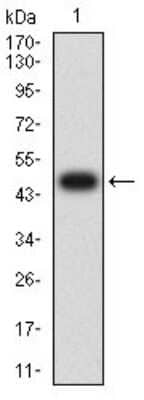 Western Blot: FOLR1 Antibody (2G5C12)BSA Free [NBP2-61773]