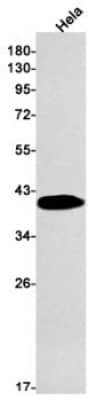 Western Blot: FOLR1 Antibody (S02-3G2) [NBP3-19954]