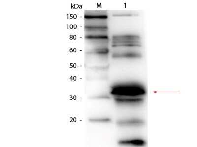 Western Blot: FOLR1 Antibody [NB600-865]