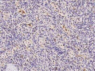 Immunohistochemistry-Paraffin: FOLR2 Antibody (001) [NBP2-89846]