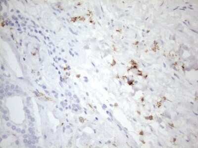 Immunohistochemistry: FOLR2 Antibody (OTI4G6) [NBP2-45693]