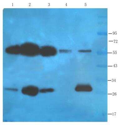 Western Blot: FOLR2 Antibody (CL10)Azide and BSA Free [NBP2-81079]