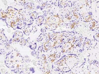 Immunohistochemistry-Paraffin: FOLR2 Antibody [NBP2-99741]