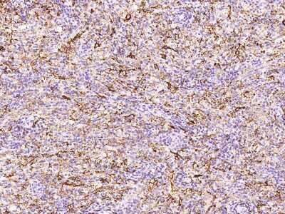 Immunohistochemistry-Paraffin: FOLR2 Antibody [NBP2-99741]