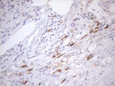 Immunohistochemistry: FOLR2 Antibody (OTI4G6) - Azide and BSA Free [NBP2-70763]