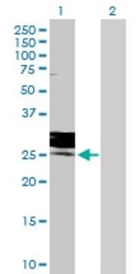 Western Blot: FOLR3 Antibody [H00002352-D01P]