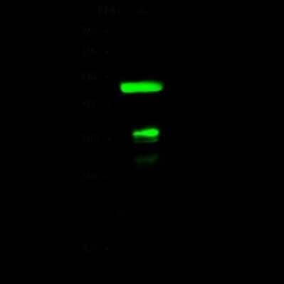 Western Blot: FOLR4 Antibody [NBP2-99508]