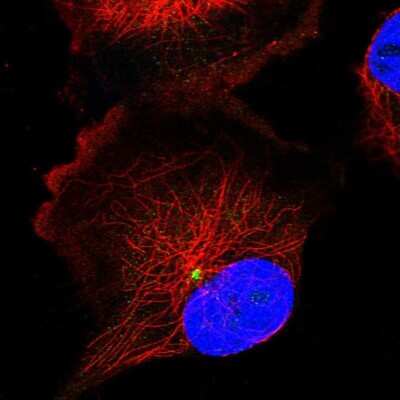 Immunocytochemistry/ Immunofluorescence: FOPNL Antibody [NBP1-84109]