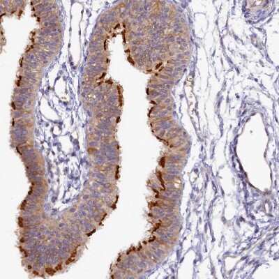 Immunohistochemistry-Paraffin: FOPNL Antibody [NBP1-84109]