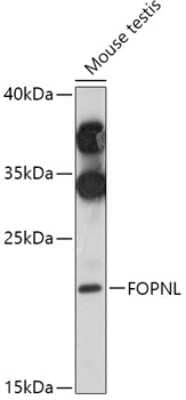 Western Blot: FOPNL AntibodyAzide and BSA Free [NBP3-04830]