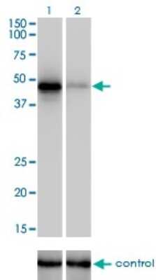 Western Blot: FOX2 Antibody (4G3) [H00023543-M01]