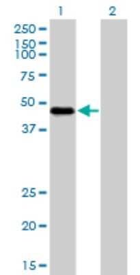 Western Blot: FOX2 Antibody (4G3) [H00023543-M01]
