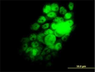 Immunocytochemistry/ Immunofluorescence: FOX2 Antibody (5E11) [H00023543-M02]