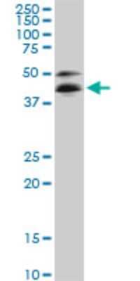 Western Blot: FOX2 Antibody (5E11) [H00023543-M02]