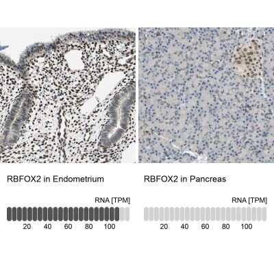 FOX2 Antibody (NBP1-91910)