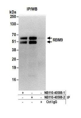 Immunoprecipitation: FOX2 Antibody [NB110-40588]