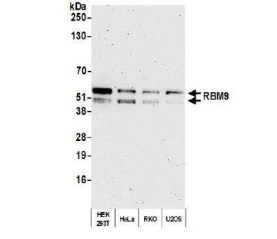 Western Blot: FOX2 Antibody [NB110-40588]