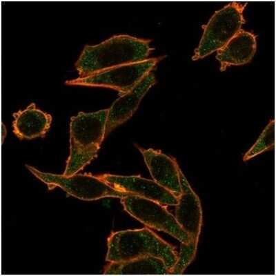 Immunocytochemistry/ Immunofluorescence: FOXB1 Antibody (PCRP-FOXB1-1B7) [NBP3-13926]