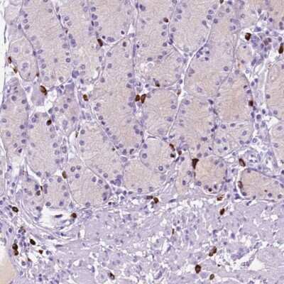 Immunohistochemistry-Paraffin: FOXB2 Antibody [NBP2-49537]