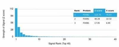 Protein Array: FOXB2 Antibody (PCRP-FOXB2-2B2) - Azide and BSA Free [NBP3-14125]