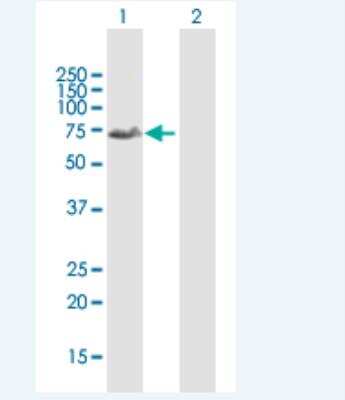 Western Blot: FOXD1 Antibody [H00002297-B01P-50ug]