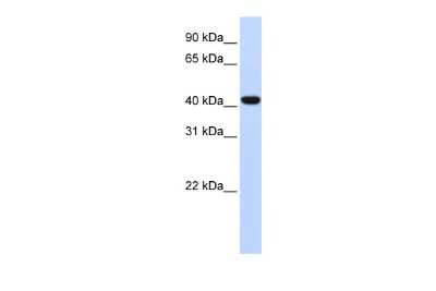 Western Blot: FOXD1 Antibody [NBP3-10960]