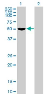 Western Blot: FOXD4 Antibody [H00002298-B01P]