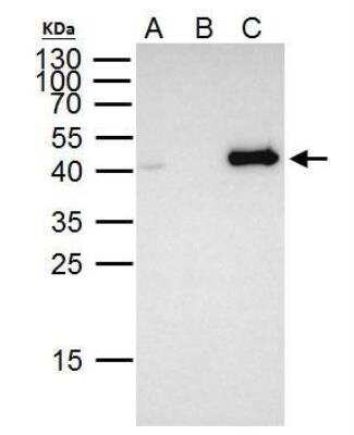 Immunoprecipitation: FOXE1 Antibody [NBP1-30960]