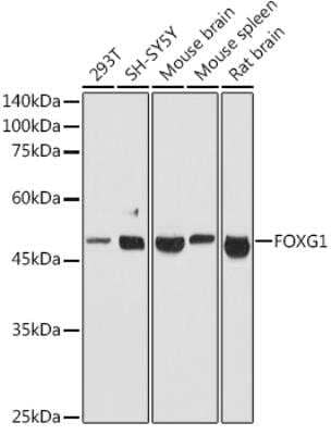 Western Blot: FOXG1 AntibodyAzide and BSA Free [NBP3-04084]