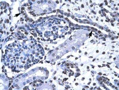 Immunohistochemistry-Paraffin: FOXG1 Antibody [NBP1-56594]