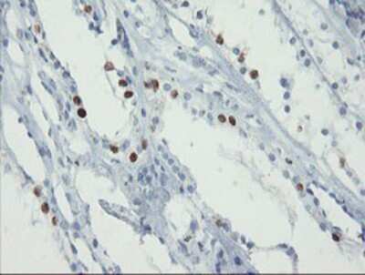 Immunohistochemistry-Paraffin: FOXI1 Antibody (OTI1D4) [NBP2-03868]