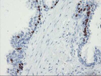 Immunohistochemistry-Paraffin: FOXI1 Antibody (OTI1D4) [NBP2-03868]