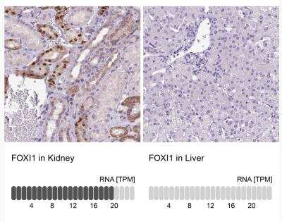 Immunohistochemistry-Paraffin: FOXI1 Antibody [NBP2-49660]