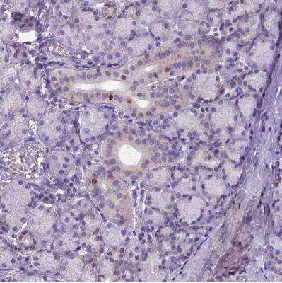 Immunohistochemistry-Paraffin: FOXI1 Antibody [NBP2-49660]