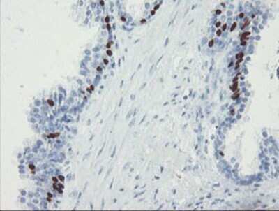 Immunohistochemistry: FOXI1 Antibody (OTI1D4) - Azide and BSA Free [NBP2-70747]
