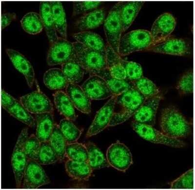 Immunocytochemistry/ Immunofluorescence: FOXI1 Antibody (PCRP-FOXL1-1F8) [NBP3-13886]