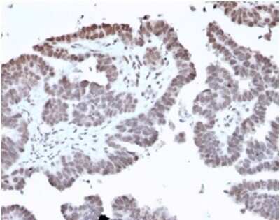Immunohistochemistry-Paraffin: FOXI1 Antibody (PCRP-FOXL1-1F8) [NBP3-13886]