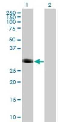 Western Blot: FOXI1 Antibody [H00002299-B02P]