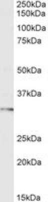 Western Blot: FOXI1 Antibody [NB300-926]